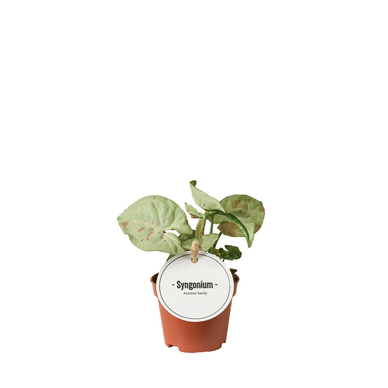 Syngonium