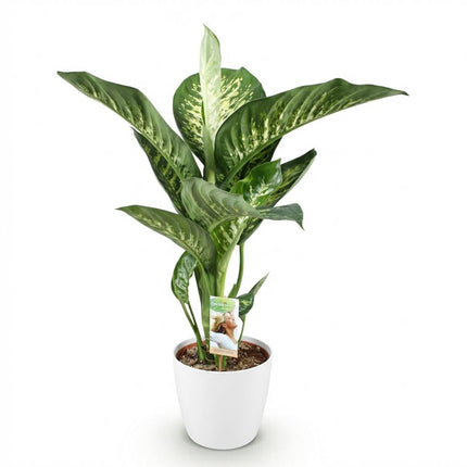 Dieffenbachia Tropic Snow - with white plant pots - ↕90-100cm - Ø21cm