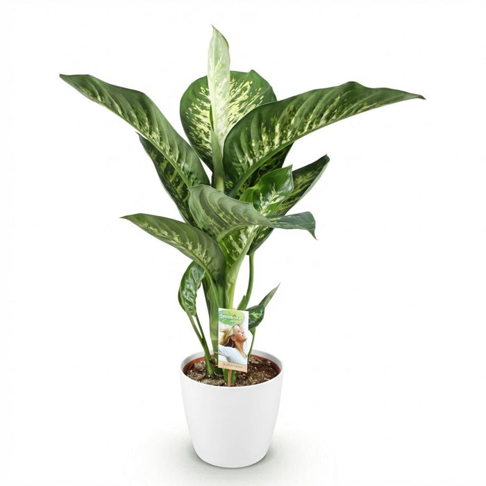 Dieffenbachia Tropic Snow - met witte plantenpotten - ↕90-100cm - Ø21cm