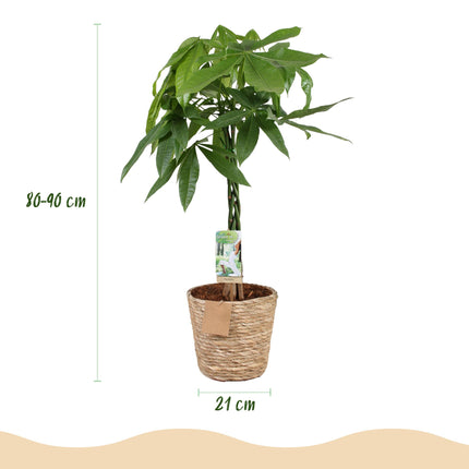 Pachira Aquatica gevlochten stam - Geldboom - met mand - ↕80-90cm - Ø21cm