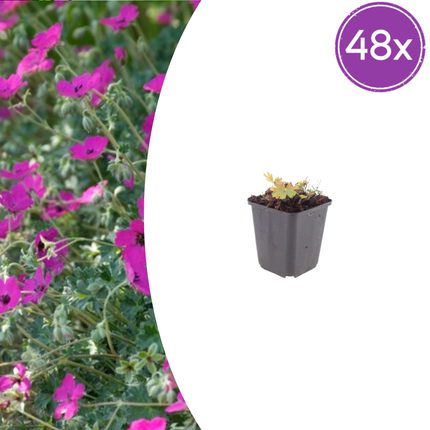 Geranium sanguineum 'Max Frei' - Cranio sanguigno - ↕10-25cm - Ø9cm - 48x