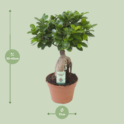 Ficus Ginseng - ↕40cm - Ø17cm