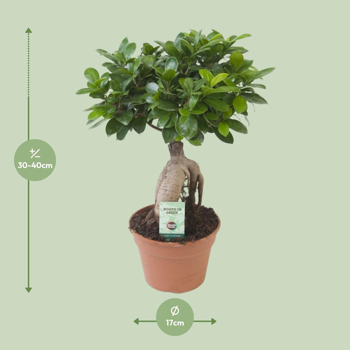 Ficus Ginseng - ↕40cm - Ø17cm