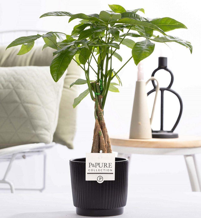 Pachira Aquatica En Cerámica P&PURE Liv - Ø12cm - ↕45cm