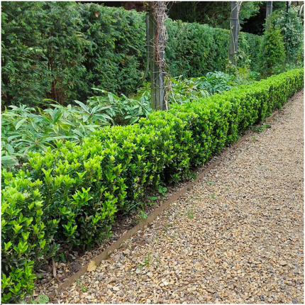 Euonymus 'Green Spire' - Cappello del cardinale - ↕15cm - Ø7cm - 24x