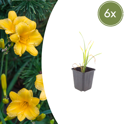 Hemerocallis 'Stella de Oro' - ↕10-25cm - Ø9cm - 6x