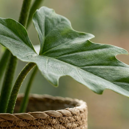 Philodendron Lacerum - met Mand - ↕65cm - Ø19cm