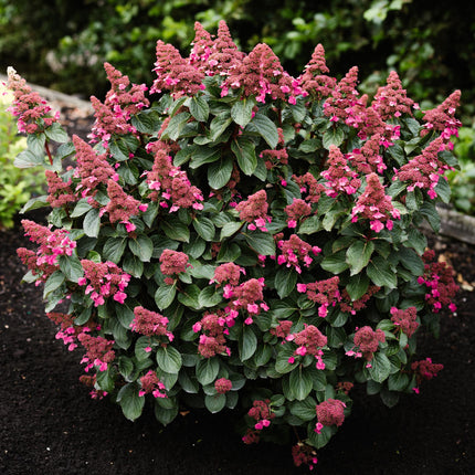 Hydrangea panniculata Living Infinity - Pluimhortensia - Wit - ↕20-30cm - Ø12cm - 3x