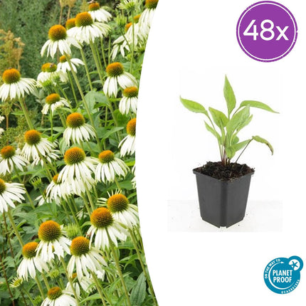 Echinacea Purpurea 'White Swan' - Zonnehoed - ↕10-25cm - Ø9cm - 48x