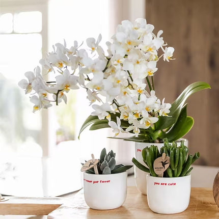 Kolibri Home | More Amor Por Favor sierpot - Ø6cm