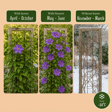 Clematis The President - Bosrank 6x - Paars - Klimplant - Ø9cm - ↕35cm