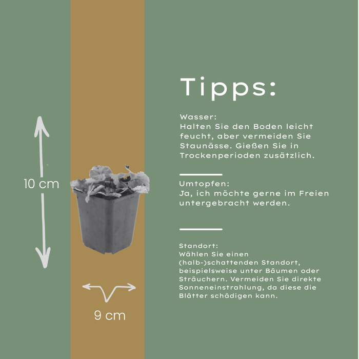 Tiarella cordifolia - ↕10-25cm - Ø9cm - 12x