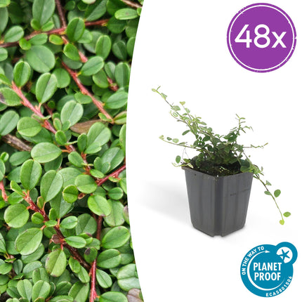 Cotoneaster Procumbens 'Streib's Findling' - Kruipende dwergmispel - ↕10-25cm - Ø9cm - 48x