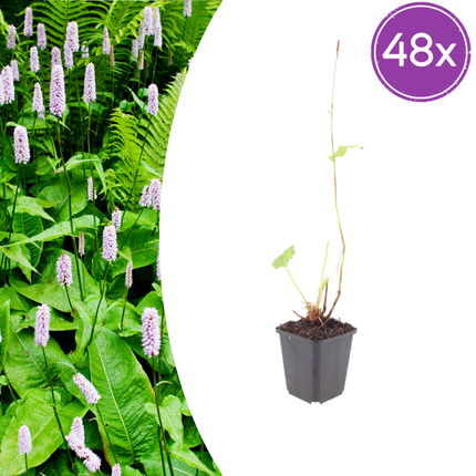 Persicaria amplexicaulis 'Alba' - Duizendknoop - ↕10-25cm - Ø9cm - 48x