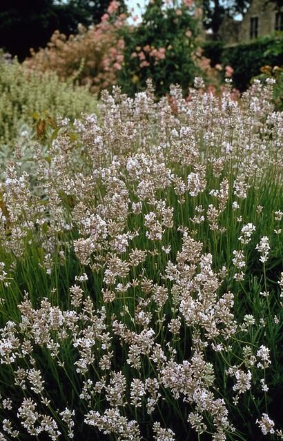 Lavandula intermedia 'Edelweiss' - ↕10-25cm - Ø9cm - 12x
