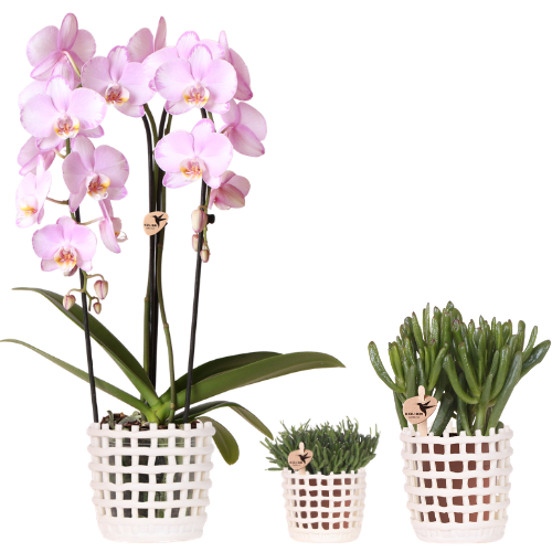 Kolibri Company | Plantenset Mesh White | Roze Niagara Falls orchidee 12 cm + groene planten incl. sierpotten