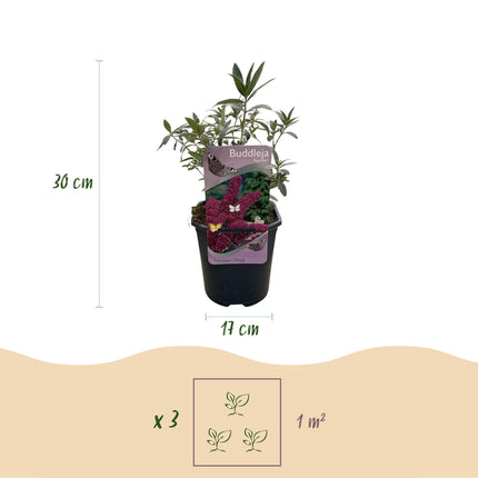 Buddleja davidii Royal Red - Flor roja - 1 planta - Caducifolio - Atrae mariposas - ↕25cm - Ø17cm