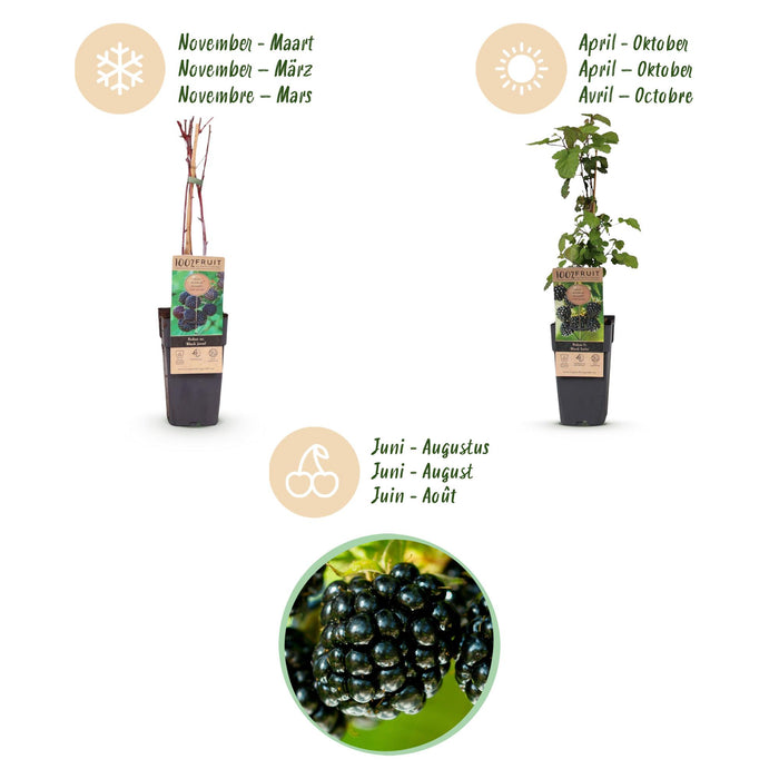 Rubus fruticosus Black Satin - Bramenplant - Zwarte Braam - ↕50cm - Ø15cm - 2x