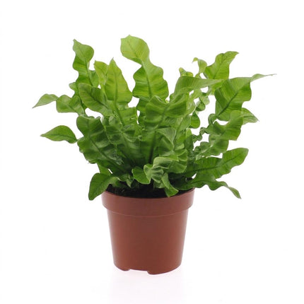 Asplenium Crispy Wave - Asplenium Crispy Wave - Pot 12cm - Hoogte - 30cm
