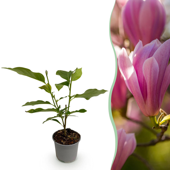 Magnolia Heaven Scent - Bloem Roze - 1 Plant - Bladverliezend - Weinig Onderhoud - Pot 12cm Hoogte 30cm