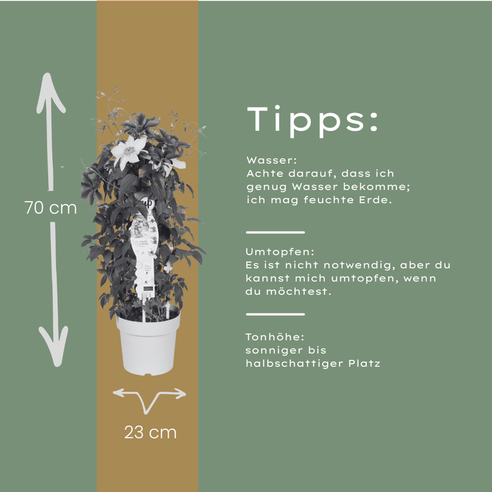 Clematis Double Up Barnadine + Masa - ↕70cm - Ø23cm