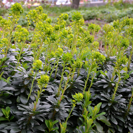 Euphorbia amygdaloides robbiae - Wolfsmelk - ↕10-25cm - Ø9cm - 60x