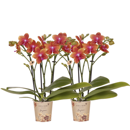 Kolibri Orchids | Combi Deal - 2 Oranje Geurende Phalaenopsis Orchideeën Fragrance Bolgheri - Ø9 cm