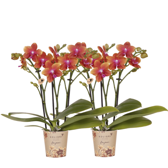 Kolibri Orchids | Combi Deal - 2 Oranje Geurende Phalaenopsis Orchideeën Fragrance Bolgheri - Ø9 cm