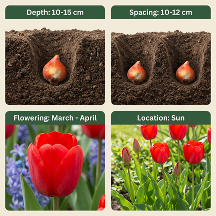 120x Tulipa Triumph Red - Bloembollen - Triomftulp - Rood - Voorjaarsbloeier - Bolmaat 11/12