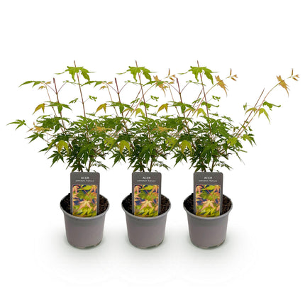 Japanese Maple - Acer Palmatum Katsura - Orange - ↕35cm - Ø12cm - 3x