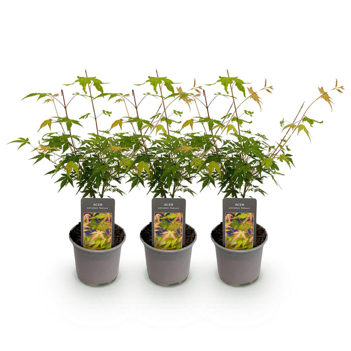 Japanse Esdoorn - Acer Palmatum Katsura - Oranje - ↕35cm - Ø12cm - 3x