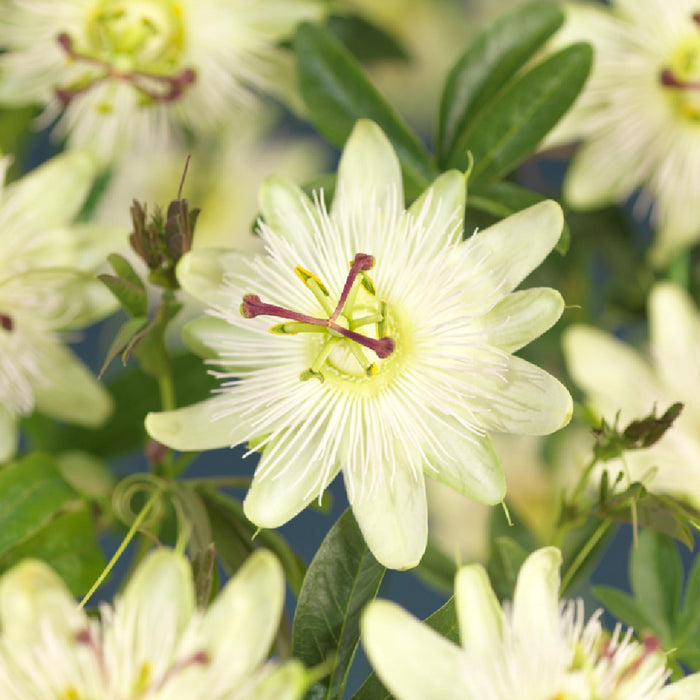Passiebloem - Passiflora Avalanche  - Bloem  Wit - ↕40cm - Ø11cm - 2x