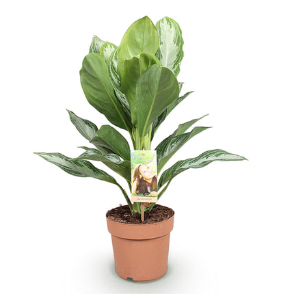 Aglaonema Silver Bay - Silver Leaf - ↕70-75cm - Ø17cm