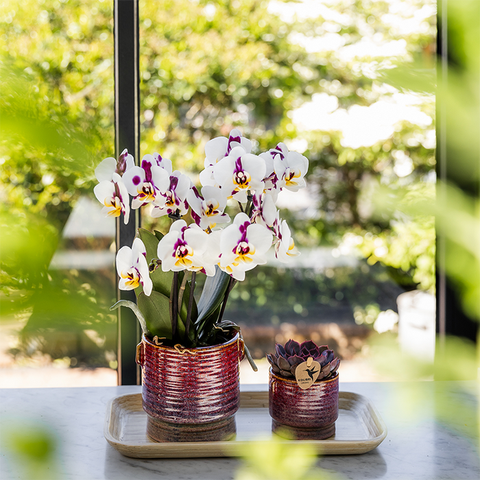 Gift set Aura | Roze Phalaenopsis orchidee Congo met groene plant in Aura sierpotten op bamboe dienblad