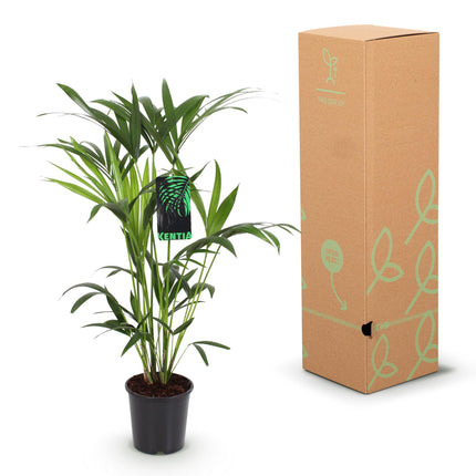 Howea Forsteriana - Kentia Palm - ↕80-85cm - Ø19cm - 2x