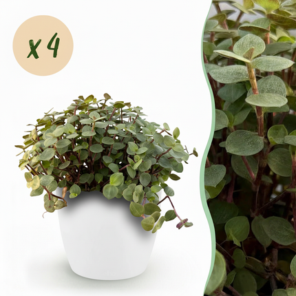 Callisia repens - Planta tortuga - con macetas blancas - ↕15-20cm - Ø12cm - 4x