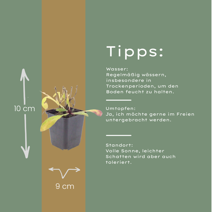 6x Helenium 'Moerheim Beauty' - ↕10-25cm - Ø9cm