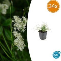 Collection image for: Luzula Nivea (Girasole bianco neve)
