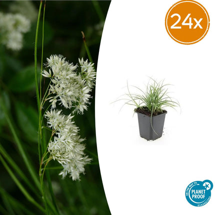 Luzula Nivea - Junco blanco como la nieve - ↕10-25cm - Ø9cm - 24x