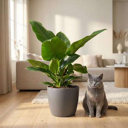 Philodendron Imperial Green - met grijze pot - ↕65cm - Ø19cm