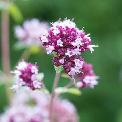 Origanum laevigatum 'Herrenhausen' - Marjoram Plant - ↕10-25cm - Ø9cm - 12x
