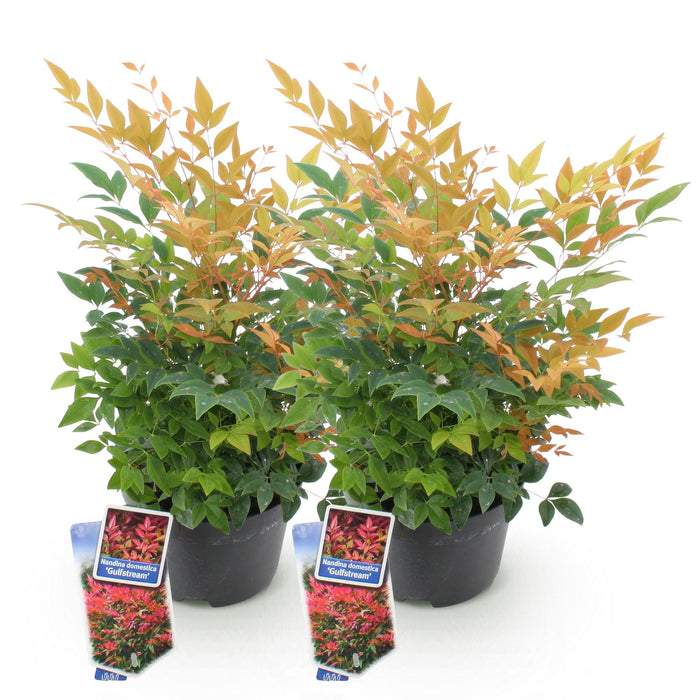 Nandina Gulfstream - Oranje - 2 Planten - Groenblijvend - Weinig Onderhoud - Pot 17cm Hoogte 45cm