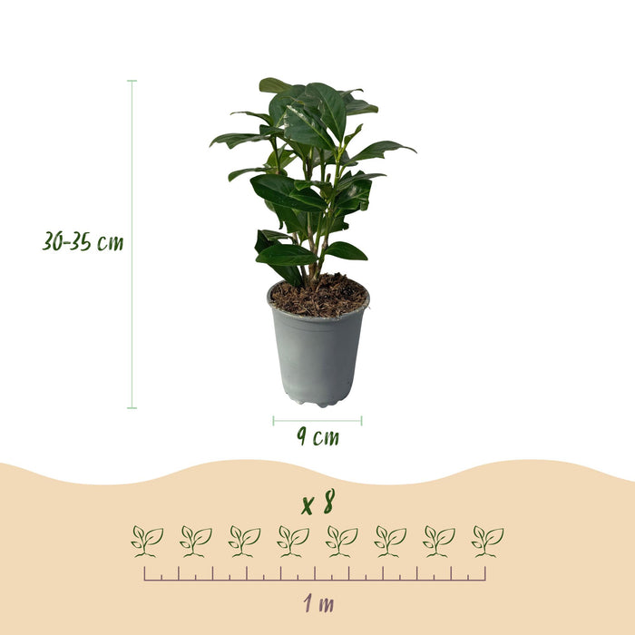 Haagplanten - Prunus laurocerasus Novita - blad groen - 8 planten - 1 strekkende meter - groenblijvend - pot 9cm hoogte 30-35cm