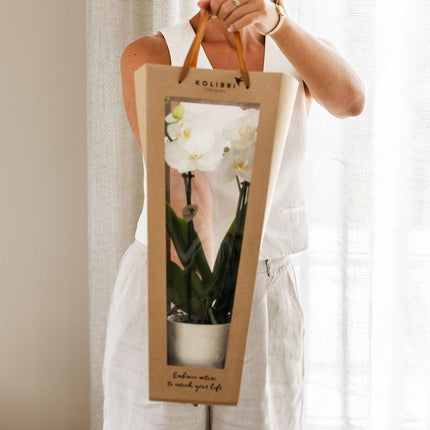 Get well soon plant gift | Lausanne orchid with pot, card & gift bag