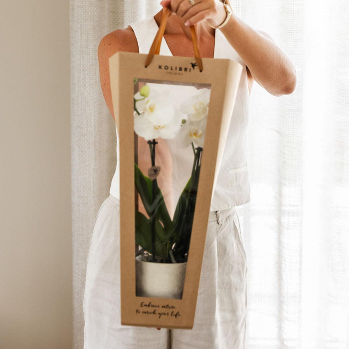 Planten cadeau beterschap | Lausanne orchidee met pot, kaart & cadeautas