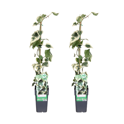 Hedera Colchica Dentata Variegata - ↕65cm - Ø15cm - 2x