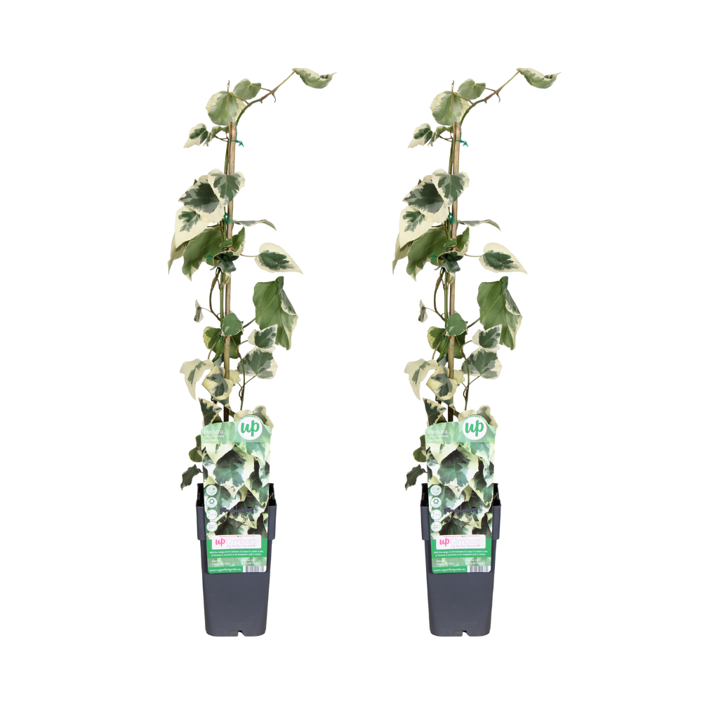Variegata