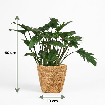 Philodendron Xanadu - met Mand - ↕60cm - Ø19cm
