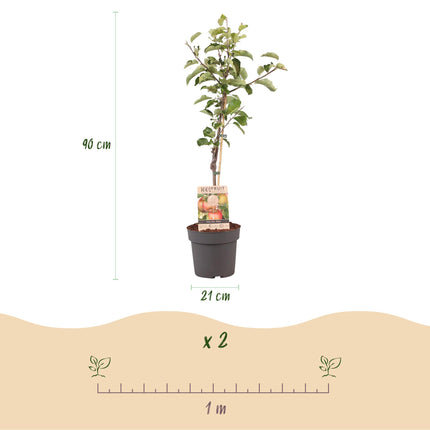 Appelboom - Malus domestica Elstar - Rode groene Appel - ↕90cm - Ø21m