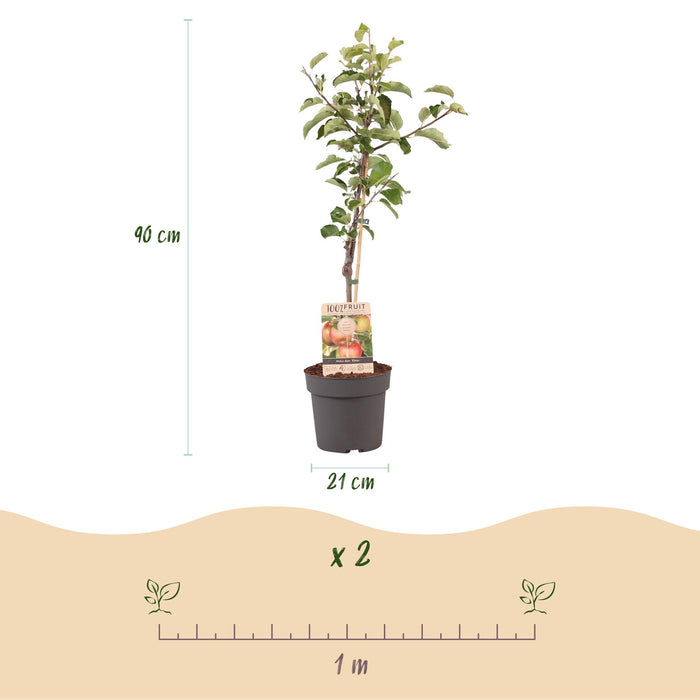 Fruitplant - Appelboom - Malus domestica Elstar - Rode groene Appel - Pot 21cm Hoogte 90cm